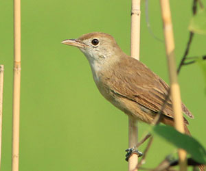 Охилбялзуухай (Банхар охилбялзуухай)